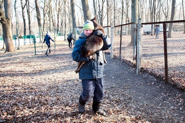 В Одесскую область завезли ланей и оленей