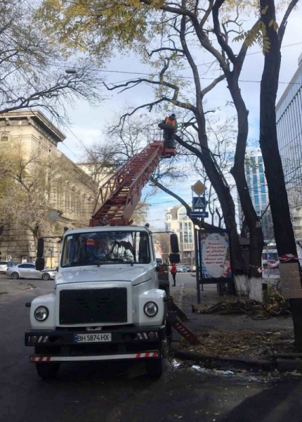 Осеннее озеленение: в Горсаду посадили розы, а на Черняховского будет живой забор  