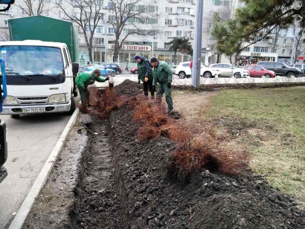 Осеннее озеленение: в Горсаду посадили розы, а на Черняховского будет живой забор  