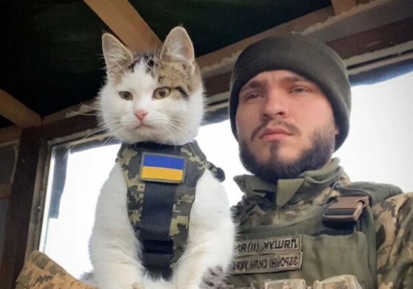 В Одесской области пропал боевой котик "Шайба"