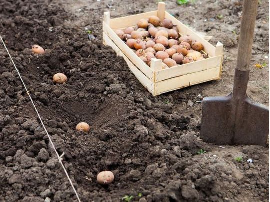 Щороку буде рясний урожай: як обрати добриво для бульби при посадці