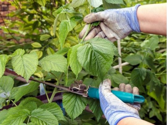 Зробіть це після плодоношення: як правильно влітку обрізати малину