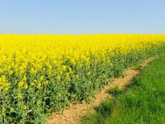 Зростання мит на сою і ріпак підірве довіру до українського експорту в світі, — експерти