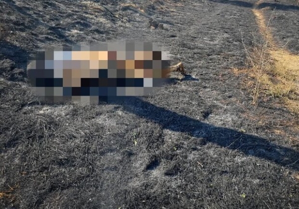 В Одесской области горели сухая трава и дачные постройки: погибла женщина