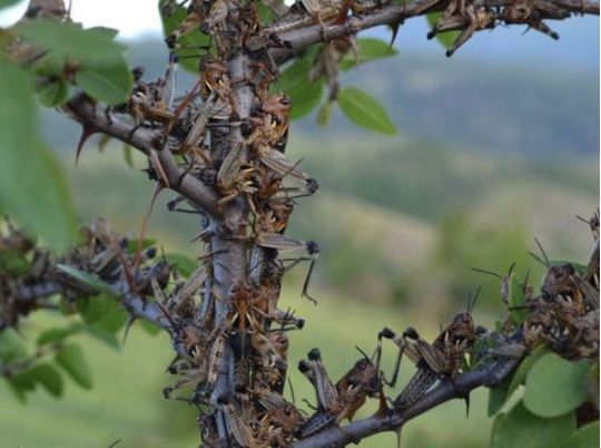 Нашестя сарани на&nbsp;Україну: як&nbsp;врятувати майбутній урожай