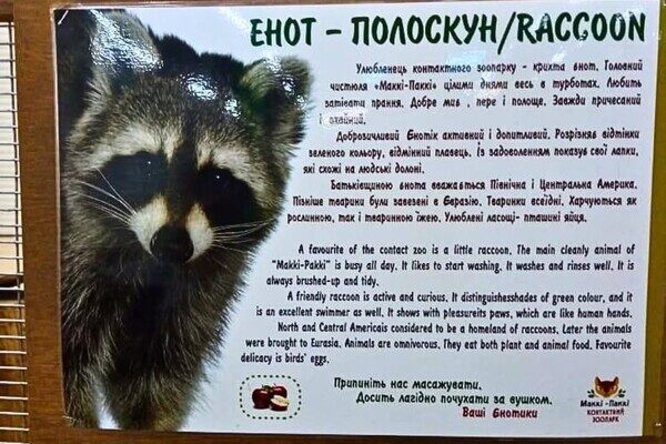 Содержание енота в контактном зоопарке в Одессе: что говорят экоинспекторы