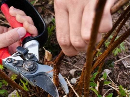 Додайте добрива, багаті на&nbsp;калій та&nbsp;фосфор: час подбати про врожай малини наступного року