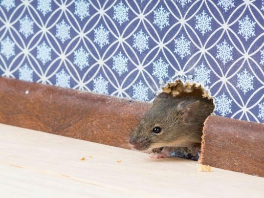 Як&nbsp;перевірити, чи&nbsp;завелися у&nbsp;вашому домі миші: зверніть увагу на&nbsp;підлогу